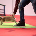 Króliki w Targach Kielce / Marzena Mąkosa / Radio Kielce