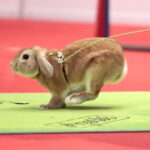 Króliki w Targach Kielce / Marzena Mąkosa / Radio Kielce