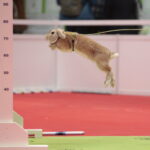 Króliki w Targach Kielce / Marzena Mąkosa / Radio Kielce