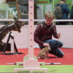 Króliki w Targach Kielce / Marzena Mąkosa / Radio Kielce