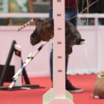 Króliki w Targach Kielce / Marzena Mąkosa / Radio Kielce