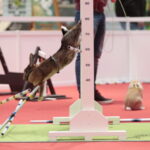 Króliki w Targach Kielce / Marzena Mąkosa / Radio Kielce