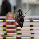 Króliki w Targach Kielce / Marzena Mąkosa / Radio Kielce