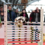 Króliki w Targach Kielce / Marzena Mąkosa / Radio Kielce