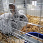 Króliki w Targach Kielce / Marzena Mąkosa / Radio Kielce