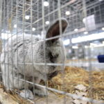 Króliki w Targach Kielce / Marzena Mąkosa / Radio Kielce