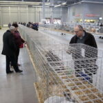 Króliki w Targach Kielce / Marzena Mąkosa / Radio Kielce