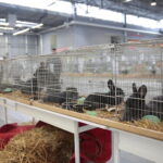 Króliki w Targach Kielce / Marzena Mąkosa / Radio Kielce