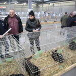 Króliki w Targach Kielce / Marzena Mąkosa / Radio Kielce