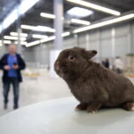 Króliki w Targach Kielce / Marzena Mąkosa / Radio Kielce