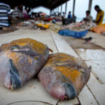 Muzyczne Podróże przez Świat. Sudan / Mirosław Lubarski