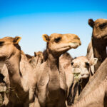 Muzyczne Podróże przez Świat. Sudan / Mirosław Lubarski