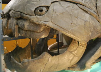 Odkrycia paleontologicznie w gminie Łagów. Dunkleosteus / Państwowy Instytut Badawczy