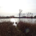 Bronina. Staw w Broninie k. Buska-Zdroju / Kamil Włosowicz / Radio Kielce