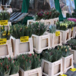 Fotograficzna wycieczka po Kilonii, gdzie piłkarze ręczni PGE Vive Kielce zmierzą się z THW Kiel / Krzysztof Bujnowicz / Radio Kielce