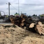 Sandomierz. Wycięto 300-letni lipę / Grażyna Szlęzak - Wójcik / Radio Kielce