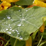 21.10.2017 Kielce. Ogród botaniczny, Dzień otwarty / Jarosław Kubalski / Radio Kielce