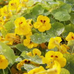 21.10.2017 Kielce. Ogród botaniczny, Dzień otwarty / Jarosław Kubalski / Radio Kielce