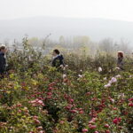 21.10.2017 Kielce. Ogród botaniczny, Dzień otwarty / Jarosław Kubalski / Radio Kielce