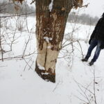 08.02.2018 Kielce. Ślady działalności bobrów nad zalewem. Tzw. zgryzy / Jarosław Kubalski / Radio Kielce