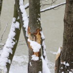 08.02.2018 Kielce. Ślady działalności bobrów nad zalewem. Tzw. zgryzy / Jarosław Kubalski / Radio Kielce