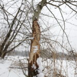 08.02.2018 Kielce. Ślady działalności bobrów nad zalewem. Tzw. zgryzy / Jarosław Kubalski / Radio Kielce