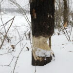 08.02.2018 Kielce. Ślady działalności bobrów nad zalewem. Tzw. zgryzy / Jarosław Kubalski / Radio Kielce