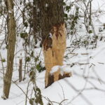 08.02.2018 Kielce. Ślady działalności bobrów nad zalewem. Tzw. zgryzy / Jarosław Kubalski / Radio Kielce