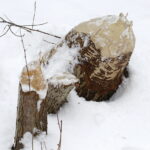 08.02.2018 Kielce. Ślady działalności bobrów nad zalewem. Tzw. zgryzy / Jarosław Kubalski / Radio Kielce