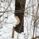 08.02.2018 Kielce. Ślady działalności bobrów nad zalewem. Tzw. zgryzy / Jarosław Kubalski / Radio Kielce
