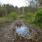 Otoczenie Cedzyny / Marzena Mąkosa / Radio Kielce