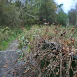 Otoczenie Cedzyny / Marzena Mąkosa / Radio Kielce