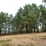 Otoczenie Cedzyny / Marzena Mąkosa / Radio Kielce