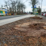 Ślady po wyciętych lipach przy ulicy Sandomierskiej / Marzena Mąkosa / Radio Kielce