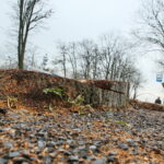 Ślady po wyciętych lipach przy ulicy Sandomierskiej / Marzena Mąkosa / Radio Kielce