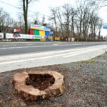 Ślady po wyciętych lipach przy ulicy Sandomierskiej / Marzena Mąkosa / Radio Kielce