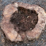 Ślady po wyciętych lipach przy ulicy Sandomierskiej / Marzena Mąkosa / Radio Kielce