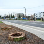 Ślady po wyciętych lipach przy ulicy Sandomierskiej / Marzena Mąkosa / Radio Kielce