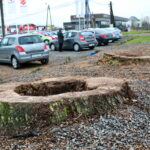 Ślady po wyciętych lipach przy ulicy Sandomierskiej / Marzena Mąkosa / Radio Kielce