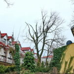 Wiąz górski przy ulicy Prostej / Marzena Mąkosa / Radio Kielce