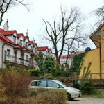 Wiąz górski przy ulicy Prostej / Marzena Mąkosa / Radio Kielce