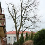 Wiąz górski przy ulicy Prostej / Marzena Mąkosa / Radio Kielce