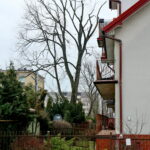 Wiąz górski przy ulicy Prostej / Marzena Mąkosa / Radio Kielce