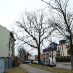 Dąb przy ulicy Turystycznej / Marzena Mąkosa / Radio Kielce