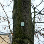 Dąb przy ulicy Turystycznej / Marzena Mąkosa / Radio Kielce