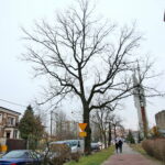 Dąb przy ulicy Turystycznej / Marzena Mąkosa / Radio Kielce