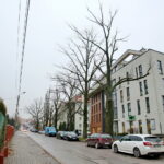 Dęby przy ulicy Turystycznej / Marzena Mąkosa / Radio Kielce