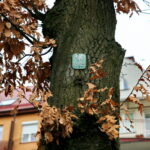 Dąb przy ulicy Turystycznej / Marzena Mąkosa / Radio Kielce