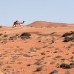 Muzyczne Podróże Przez Świat. Oman / Krzysztof Zając