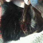 Postrzelony pies w okolicach ulic: Wojska Polskiego, Szanieckiej i Mikulowickiej w Busku-Zdroju / Przemysław Zabielski / Facebook